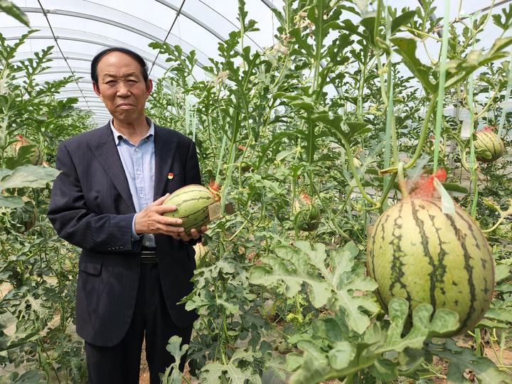 陕西蒲城:龙池镇6000亩西瓜“待字闺中”盼客商_俄罗斯_新闻_华人头条