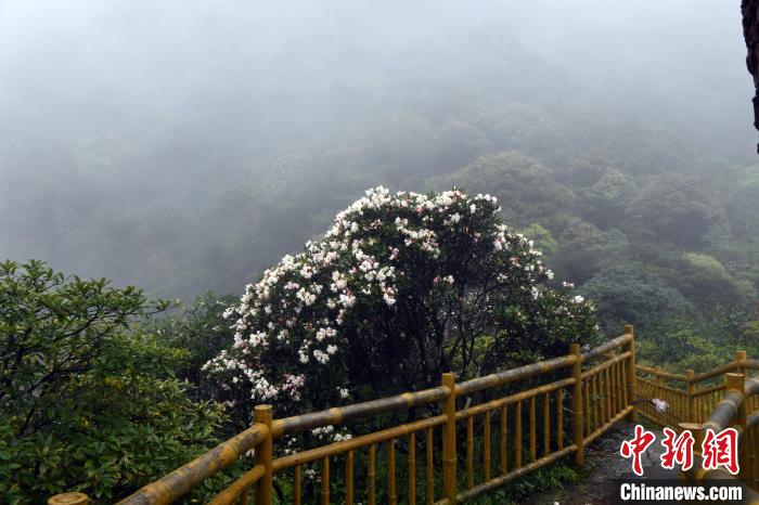 图为金秀圣堂山杜鹃花盛开.蒋雪林 摄