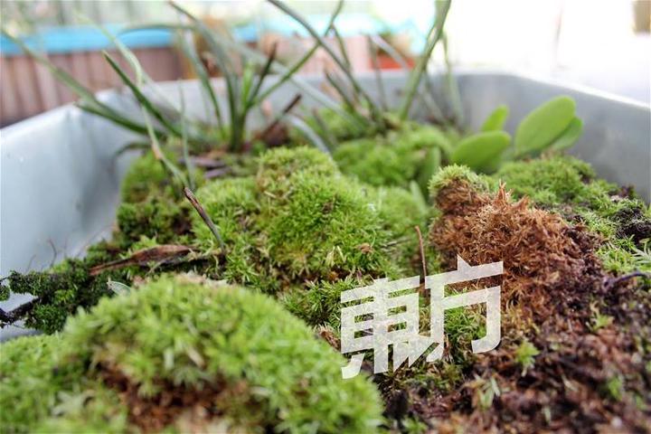 苔蘚是製造玻璃景觀的基本植物，各類苔蘚呈現不一樣的特色，胥視造景所需的風格。