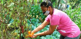 Seeds for a sustainable future | UNOPS