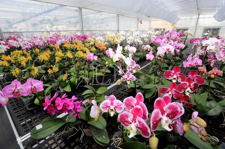 La Nación / Inauguran Floricultura del Paraguay, un invernadero de orquídeas que genera nuevas oportunidades laborales