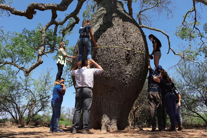 Nueva edición de “Colosos de la Tierra” para llegar a los árboles más grandes del Paraguay - Nacionales - ABC Color