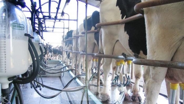 Paraguay produce más de 800 millones litros de leche al año - Revista Corporativa Global