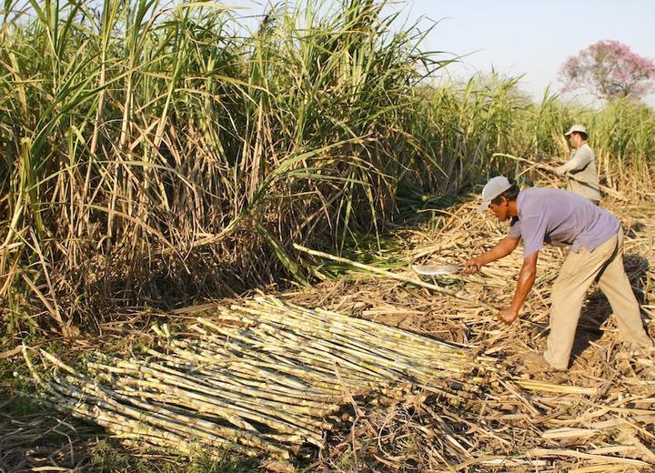 Diario HOY | Presentan propuesta de ley para la sostenibilidad de la caña de azúcar y sus productos