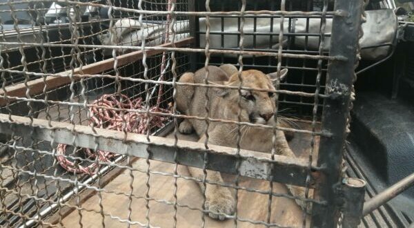 Puma rescatada en vivienda de Remansito permanecerá en Zoológico de Asunción - Radio Concierto 89.1FM