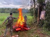 Diario HOY | Destruyen más de 1.200 kilos de marihuana ...