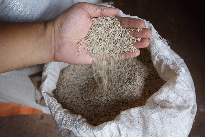 Óptima aceptación del sésamo paraguayo en el mercado ...