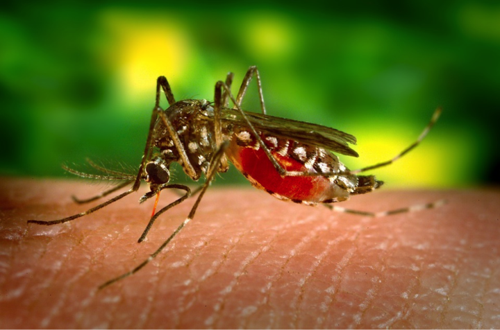 Dengue Fever: Endemic to Epidemic – Yale Global Health Review