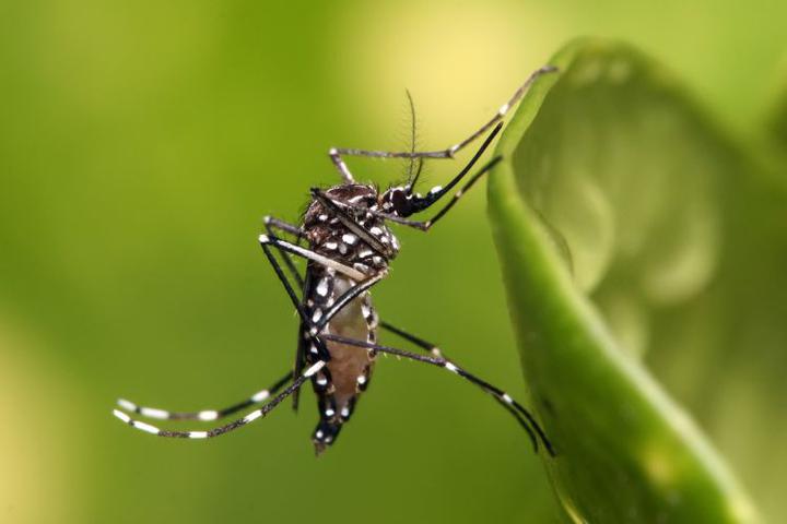 Paraguay declara alerta epidemiológica ante avance de casos de Dengue - Ponta Porã Informa - Notícias de Ponta Porã - MS e Pedro Juan Caballero - PY