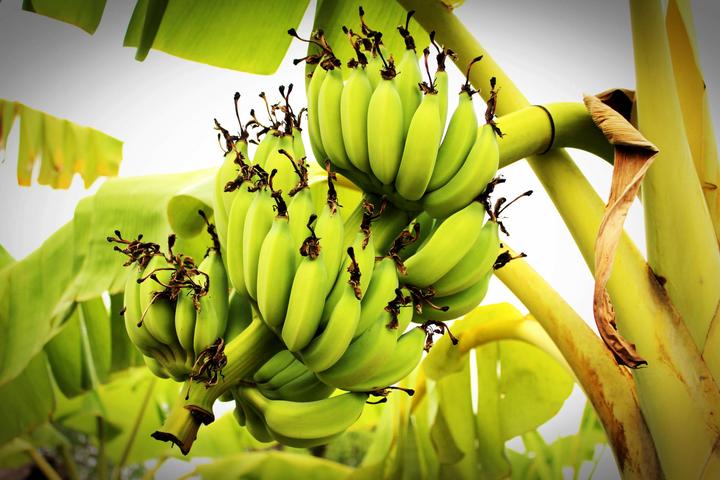 Paraguay cerró el 2021 con nuevo récord de exportación de banana - PortalFruticola.com