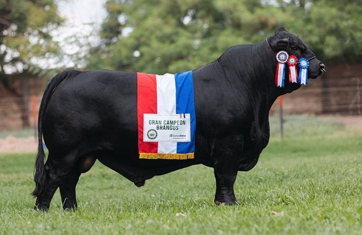 Toro paraguayo es escogido como el mejor Brangus del mundo