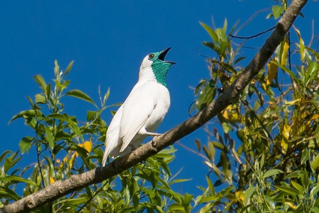 Foto araponga (Procnias nudicollis) Por Cláudio Timm | Wiki Aves - A Enciclopédia das Aves do Brasil