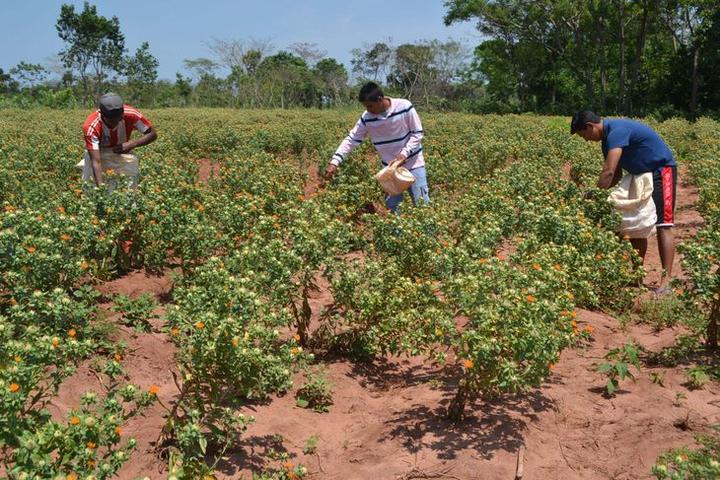 Detectan en Paraguay una enfermedad renal en jóvenes agricultores