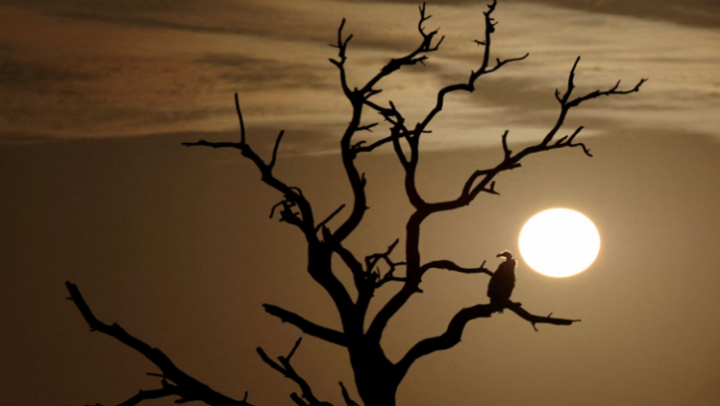 A vulture sits on a tree as the sun rises at the iconic Kruger National Park, in Skukuza, Mpumalanga Province, South Africa, February 10, 2022