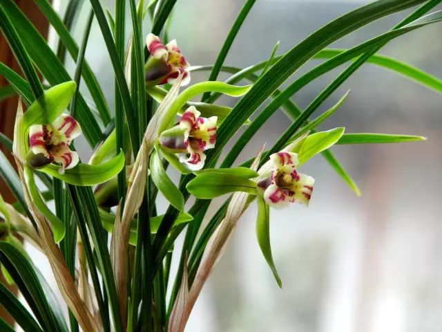 花中四君子梅兰竹菊,太美!