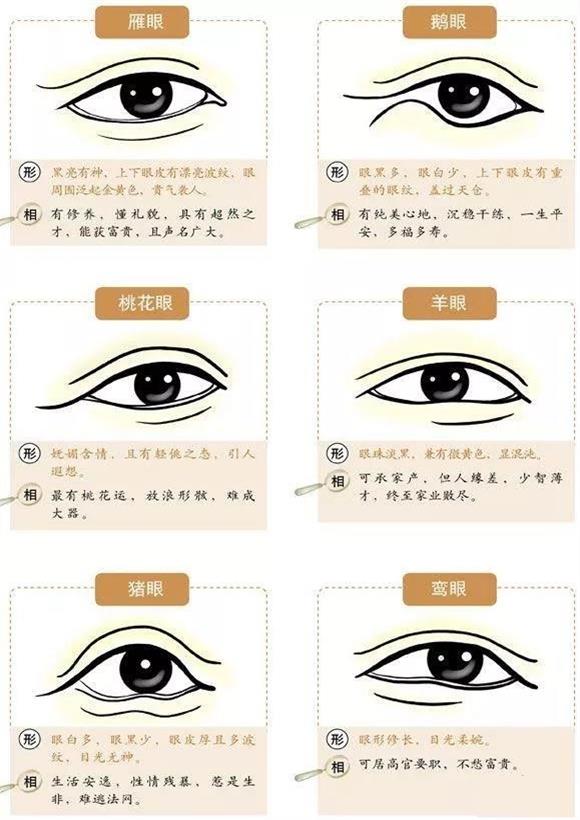 雁眼面相图片