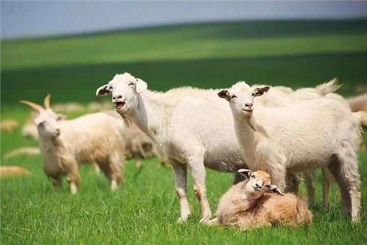 2能改善动物体质 让肉质更加鲜美它是草原牛羊的主要食物之一叫草