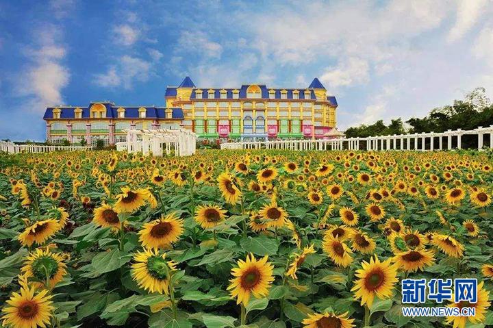 中国文旅集团(开曼)金辉煌小镇旅游公司与广州百万葵园公司联合专业的