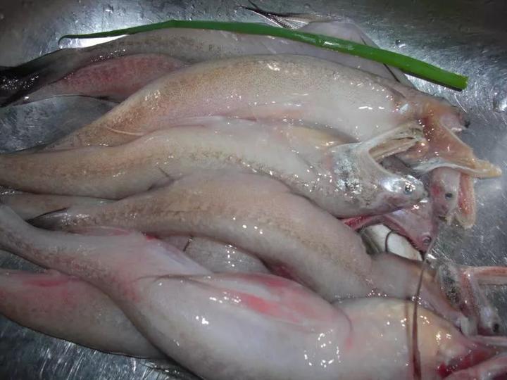 水电鱼也叫水潺(chan),水潺,算是一种平民海鲜,至今仍是市场上最廉价