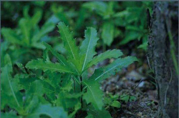 瑞士春季野菜系列之四刺菜