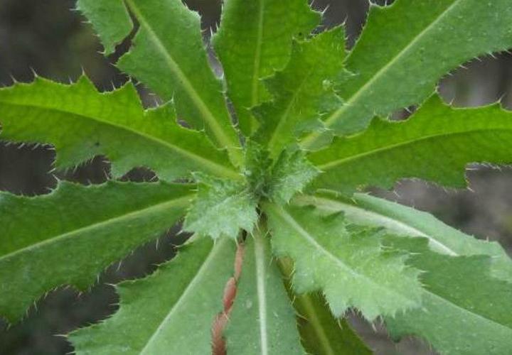 瑞士春季野菜系列之四刺菜