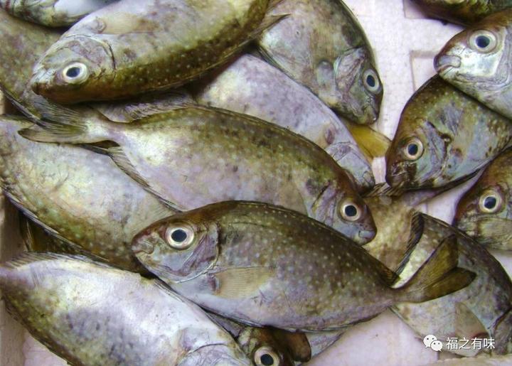 这些连江小众野生海鱼,你吃过吗?