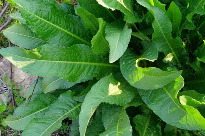 瑞士春季野菜系列之六酸模