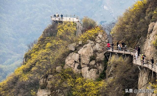 河南方城七峰山,滿山盡披黃金甲,一處賞盡天下花