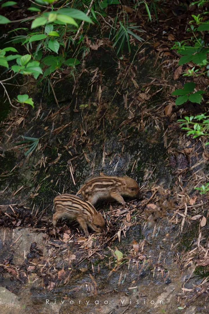 美女摄影师眼中的龙岩七景之一~武平梁野山!