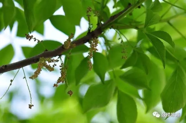 重阳木树姿优美,冠如伞盖,花叶同放,花色淡绿,秋叶转红,艳丽夺目,抗风