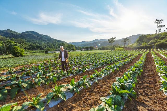 美丽秦池--田园风光