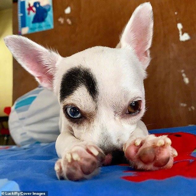 有一种眉毛叫做"lucky的"眉毛",这也太可爱了吧