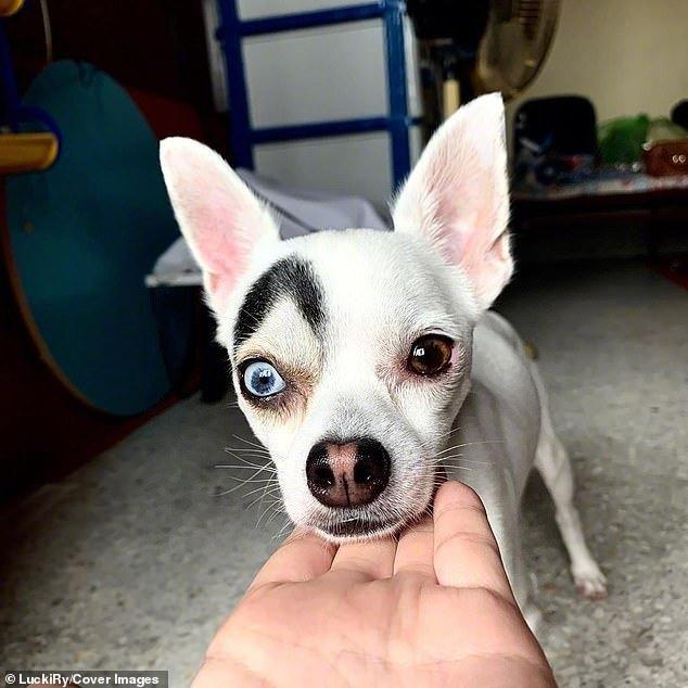 有一种眉毛叫做"lucky的"眉毛",这也太可爱了吧