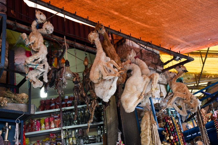 女巫市集最著名的商品 — 小羊驼的干尸.