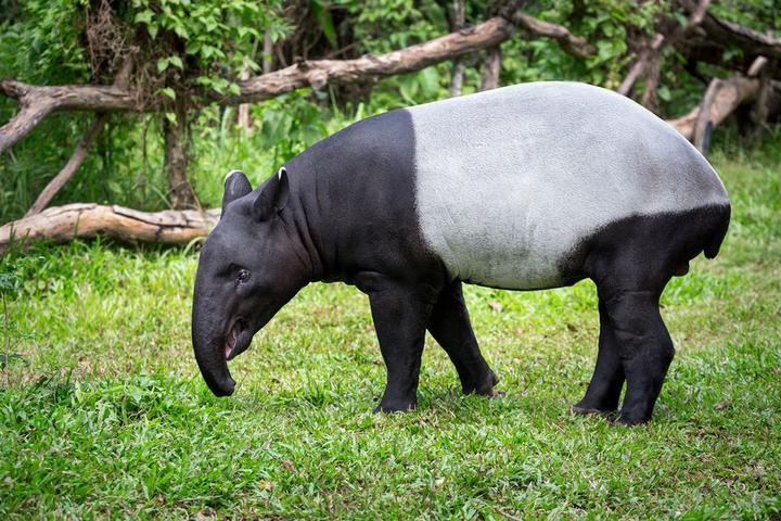 image result for tapir