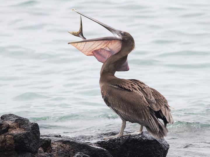 另一方面,關於鳥類和爬行動物,厄瓜多爾擁有世界上最大的飛鳥安第斯