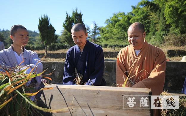 纯闻大和尚率云居山真如禅寺僧众出普坡收割水稻