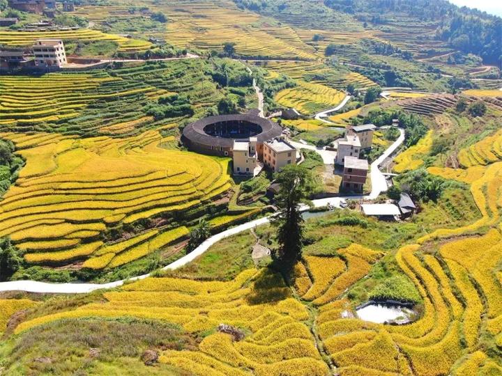 金色圆舞曲永定岩太土楼梯田秋色醉人