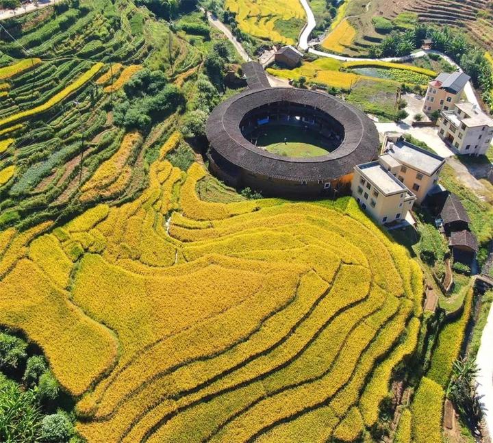金色圆舞曲永定岩太土楼梯田秋色醉人