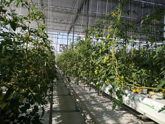 5g智慧农场内的大棚种植番茄.供图
