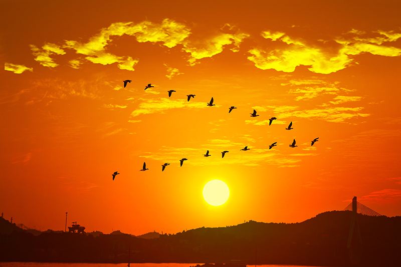 【凤凰诗社】华北分社||庭院越走越深,炊烟和乡音就越来越浓