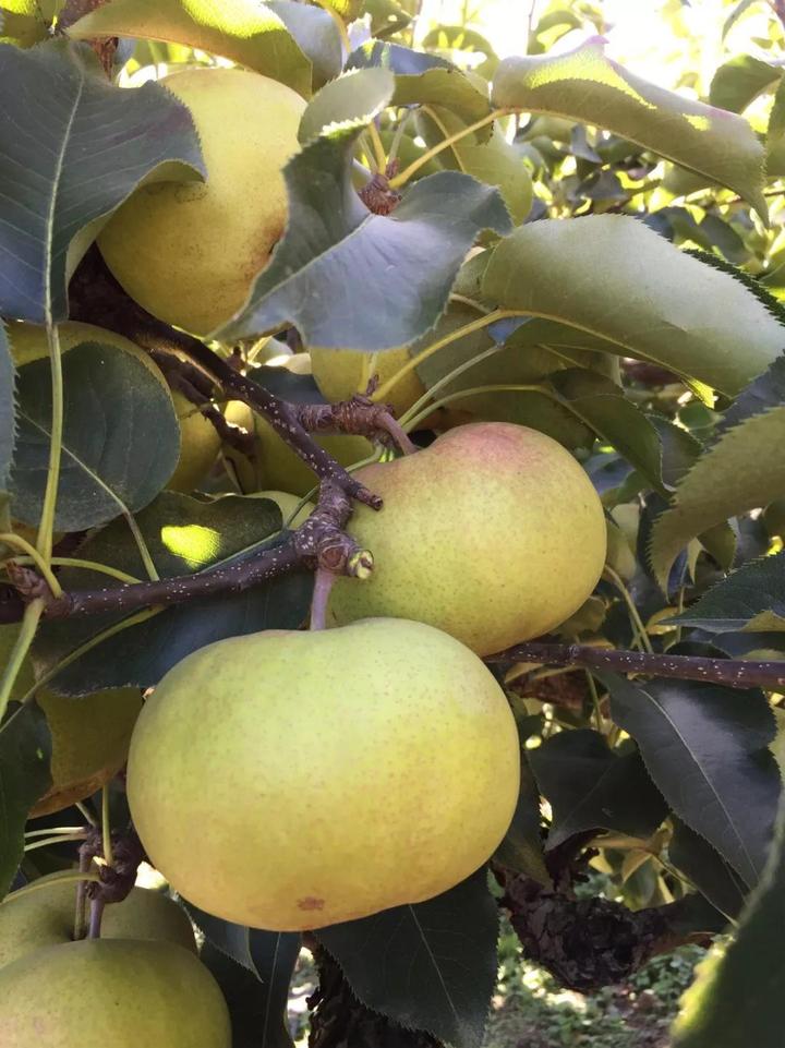 秋游延边,最难忘的是苹果梨的味道