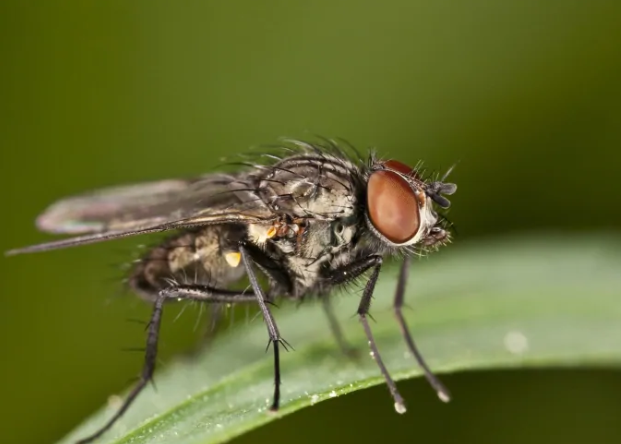 imagebroker/shutterstock苍蝇换句话说,就是食品在充分煮熟的过程中