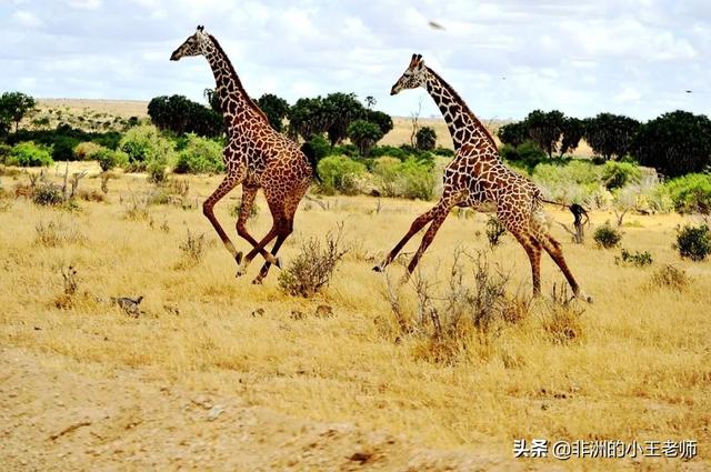 耗时8年写一封给非洲的情书,大美肯尼亚的"象女王"传奇