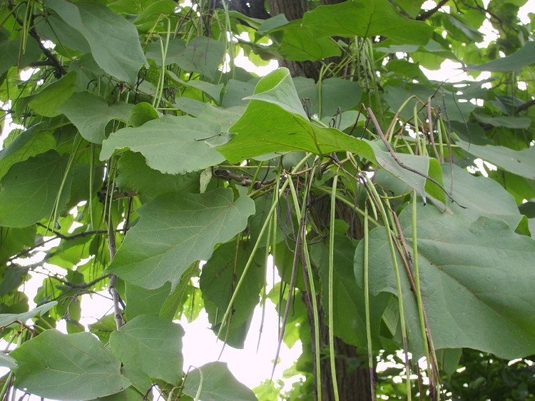 常栽的良木飞舞的长条犹如剑胆琴心你说永远和村庄在一起与乡亲分解忧