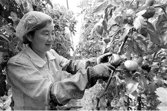 晋中市太谷区任村乡牛许村大棚蔬菜增产促进农民的增收