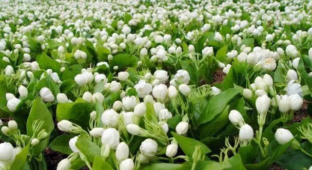 的花田步入茉莉园飘香十里,花似雪白满园的茉莉花长岭驿站茉莉花园