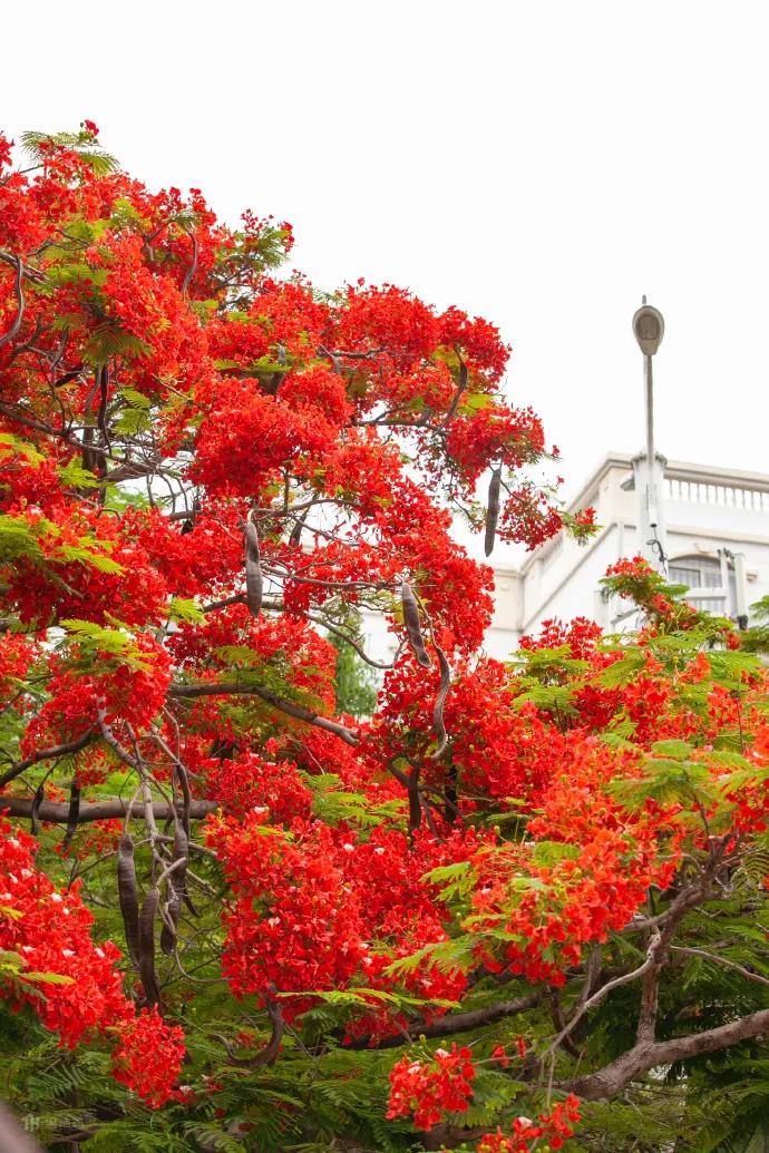 厦门的凤凰花又开了,但今年怎么有点"含蓄"?