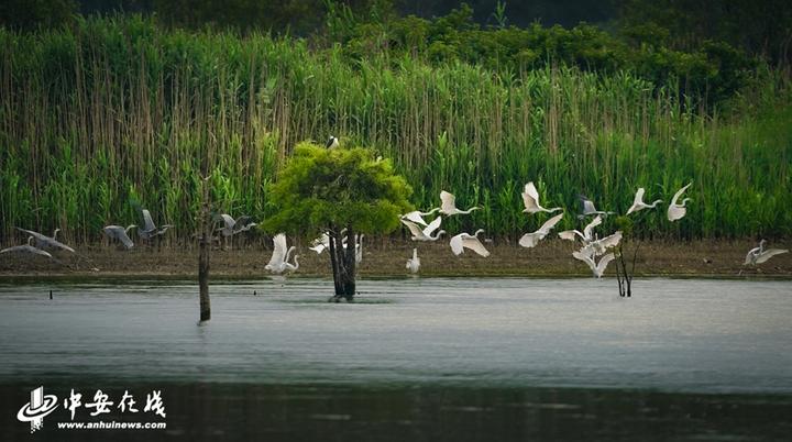 数以百计的白鹭,灰鹭,苍鹭等鹭科鸟类来到合肥董铺水库的林中安家落户