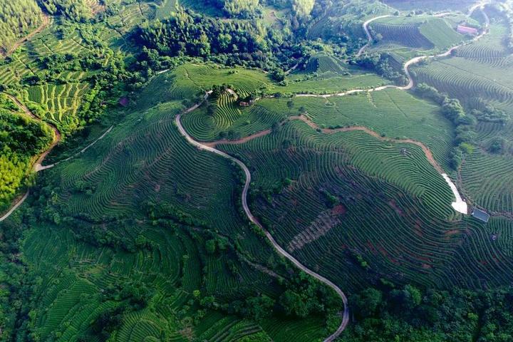 福建省浦城县永兴镇上云茶山着落在上云村,连绵2000余亩.